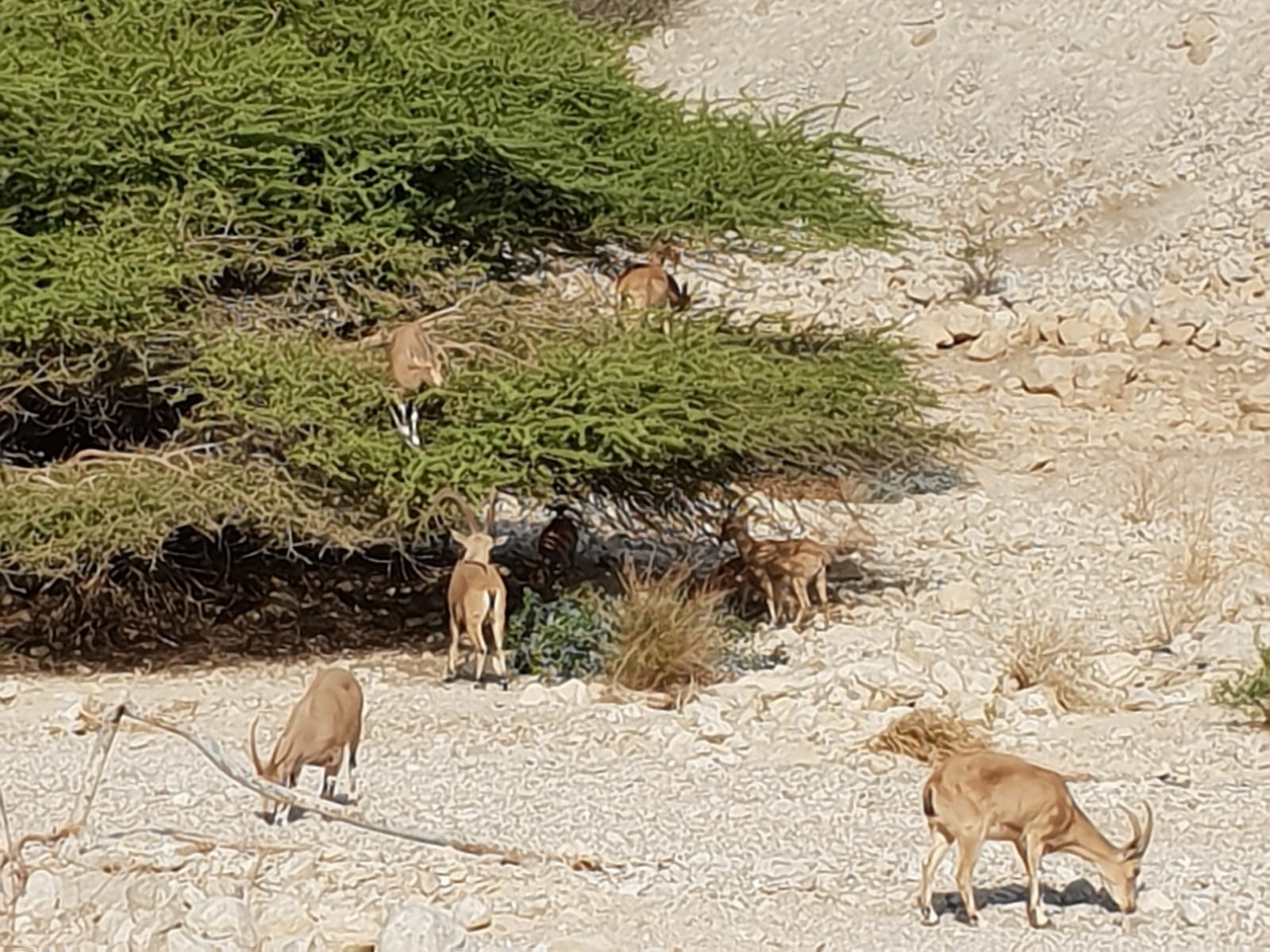 Private Masada, Dead Sea & Qumran Caves Tour